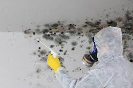 Best Basement Mold Removal in Wellston, OH